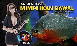 Mimpi Dapat Ikan Mas Banyak Togel